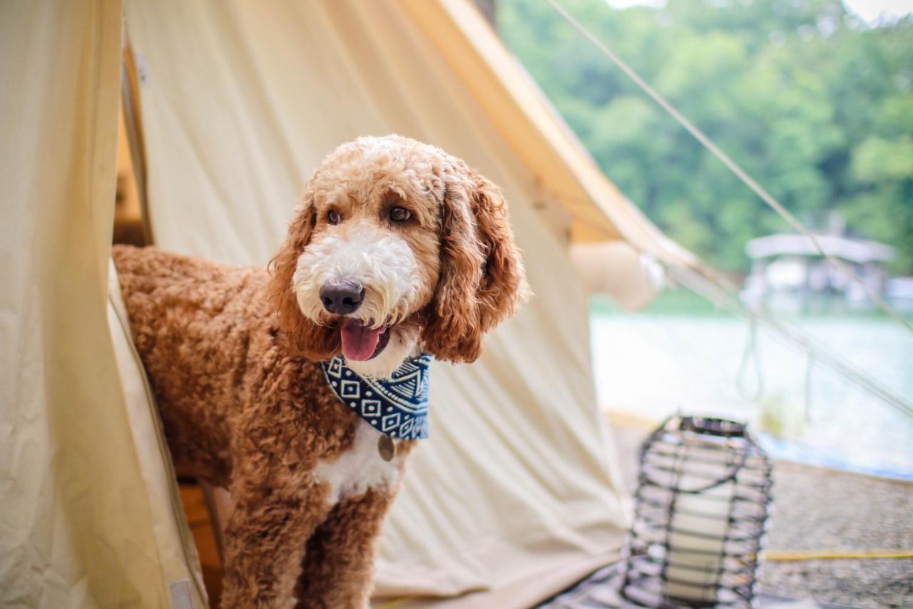 Timberline Glamping At Unicoi State Park Hotel Helen Eksteriør billede